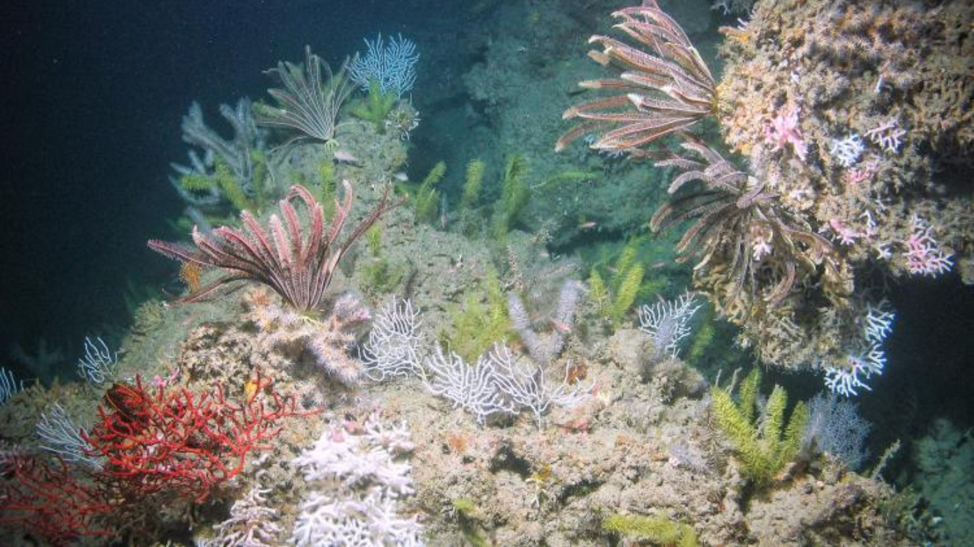 Mesophotic corals and crinoids on Bright Bank, near the Flower Garden Banks National Marine Sanctuary