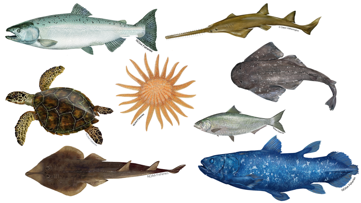 collage of Shad, Chinook Salmon, Sunflower Sea Star, African Coelacanth, Sawback angelshark, Smalltooth Sawfish