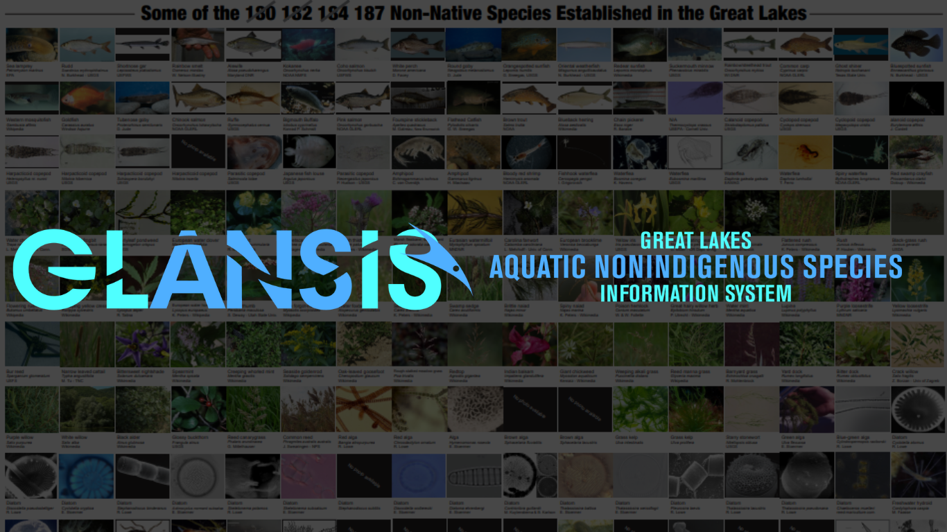 Great Lakes Aquatic Nonindigenous Species Information System (GLANSIS) logo in front of a lot of images of non native species