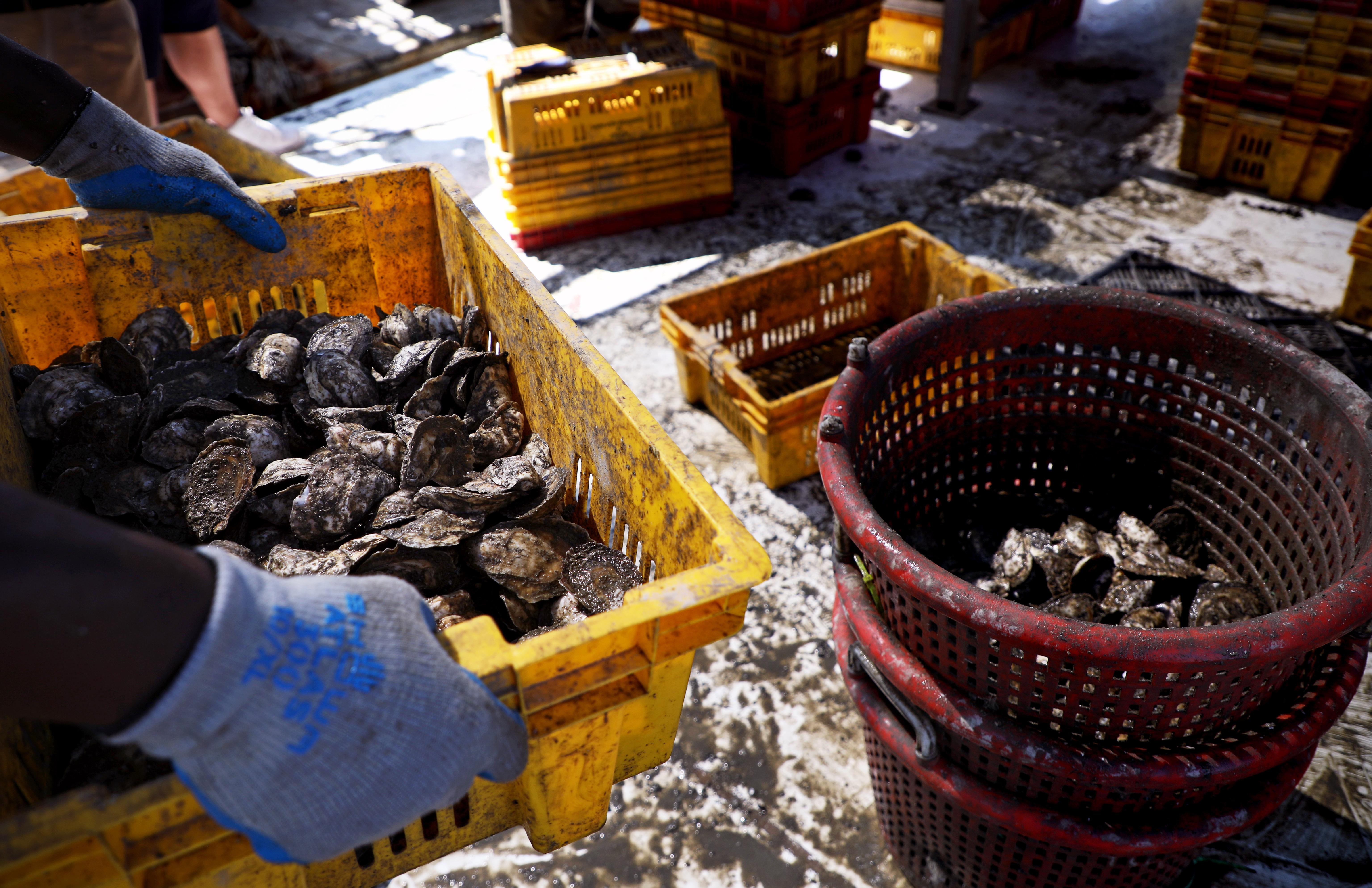 Farmed oysters being brought in from a harvest. 