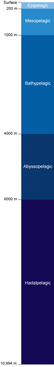Diagram of the relative depths of each ocean layer.