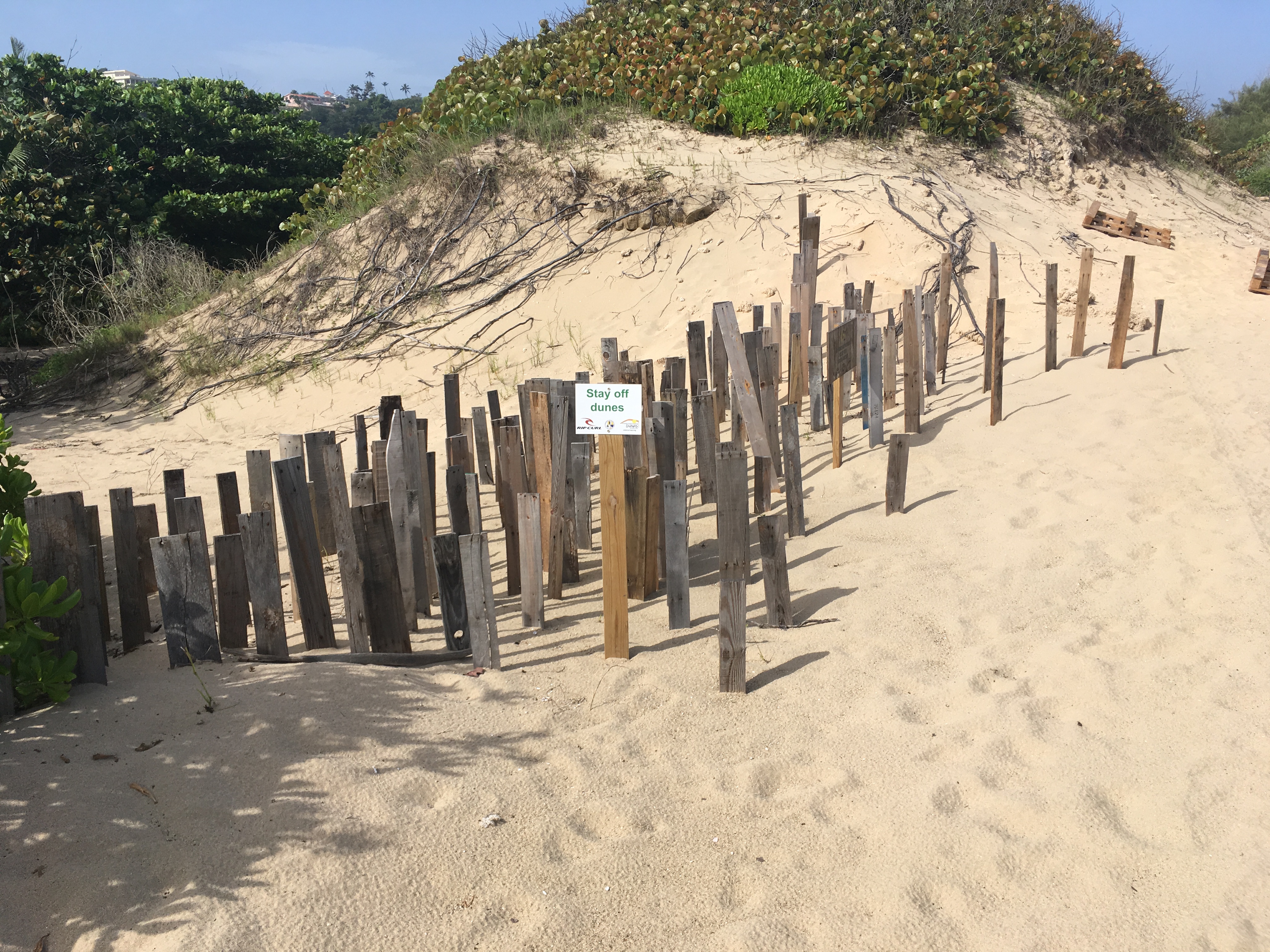 Wooden vertical slats protecting restored sand dunes and promoting accretion of sand, Puerto Rico beach