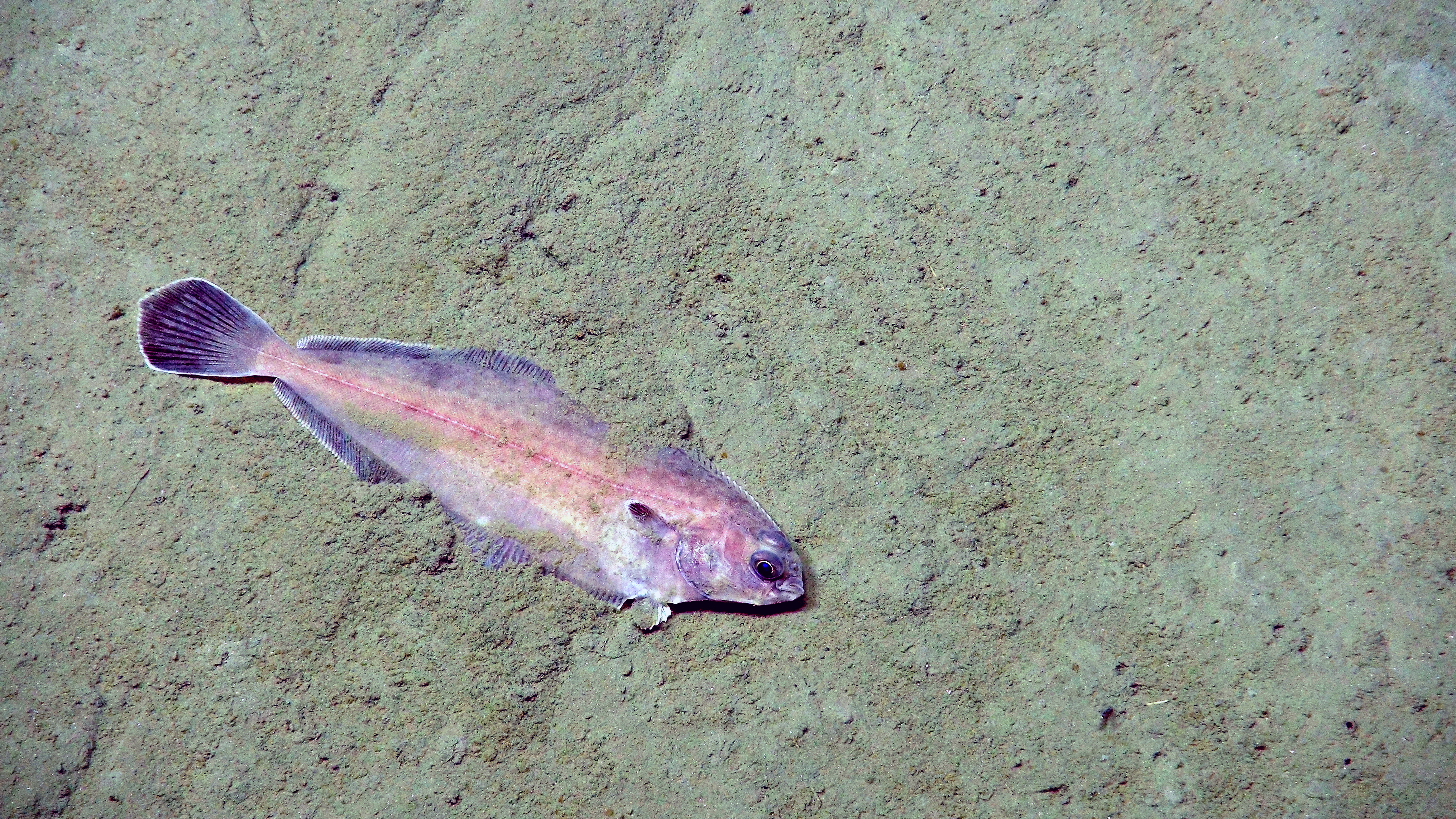 Witch flounder, a flatfish that relies on camouflage to hide itself in Hudson Canyon off the coast of New York and New Jersey.