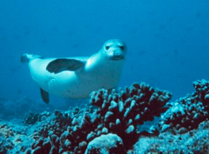 Hawaiian monk seal swimming near coral reef