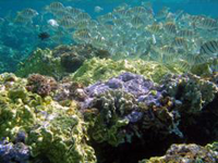 Convict tang swimming around rice coral