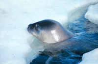 A Weddell seal at a breathing hole