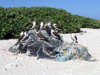 Brown birds on derelict fishing gear