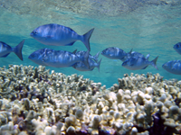 Reef scene with school of bluestripe snapper (Lutjanus kasmira)