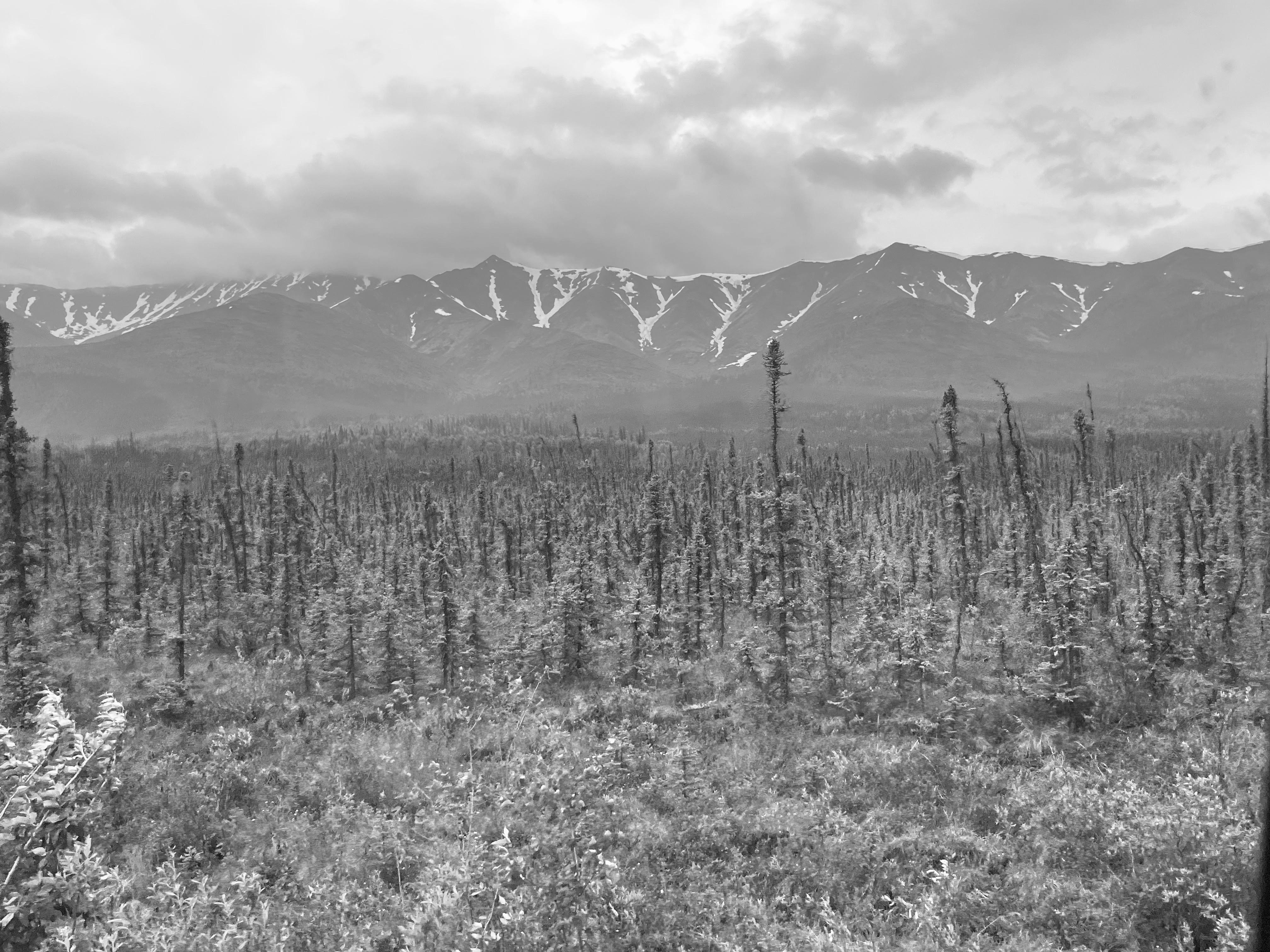 A black and white photo. The evergreen trees rise to thin, nearly bare points. The snow on the mountains runs along valleys that rise towards the mountain tops.