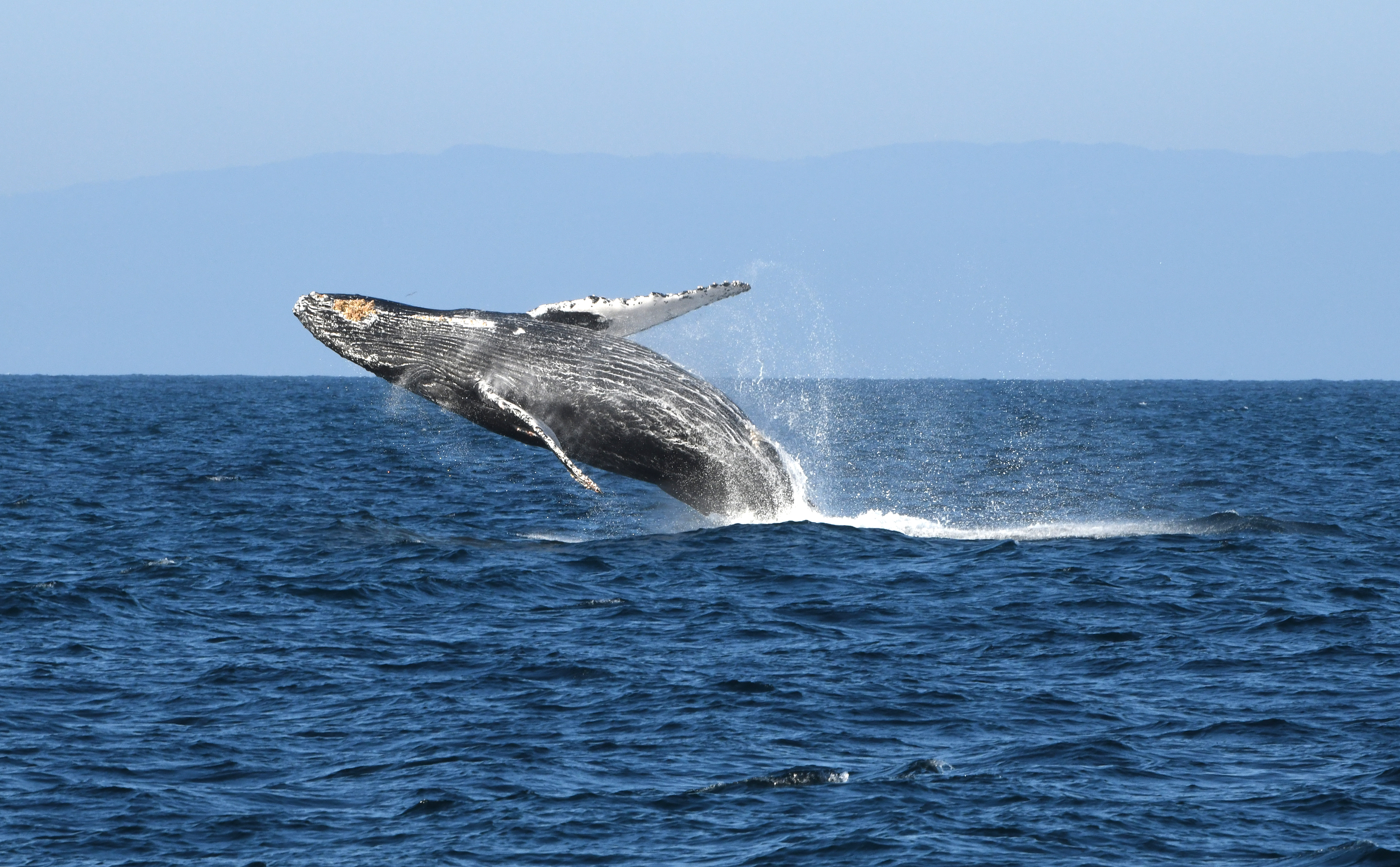Image of a humpback whale off Channel Islands National Marine Sanctuary.