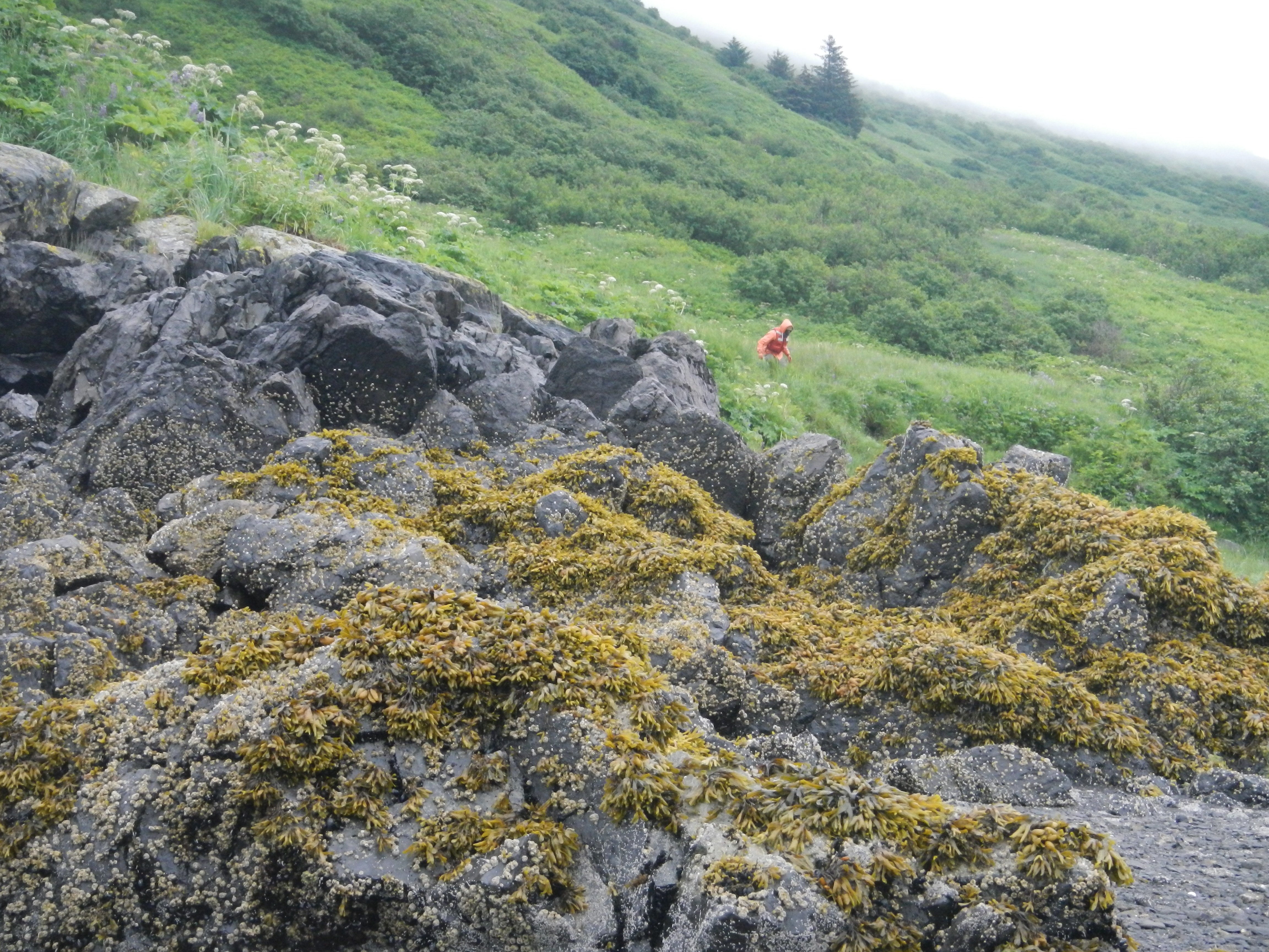 TreVaughn is in the distance coming down a slope thick with low vegetation. In the foreground, water pools around the base of large rocks that are covered in aquatic vegetation. The background is masked by fog.