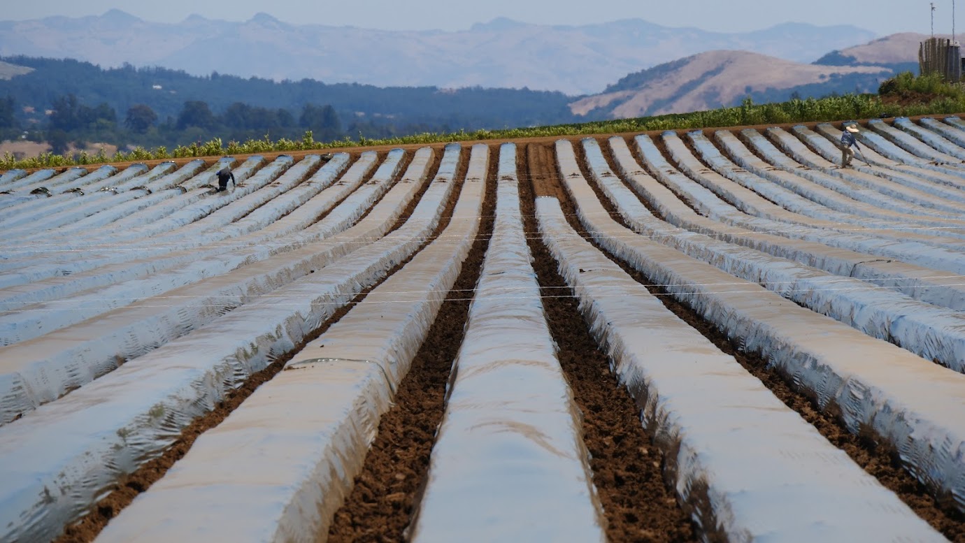JULY 9, 2023: Agricultural plastic films cover strawberry beds in Oxnard, California.