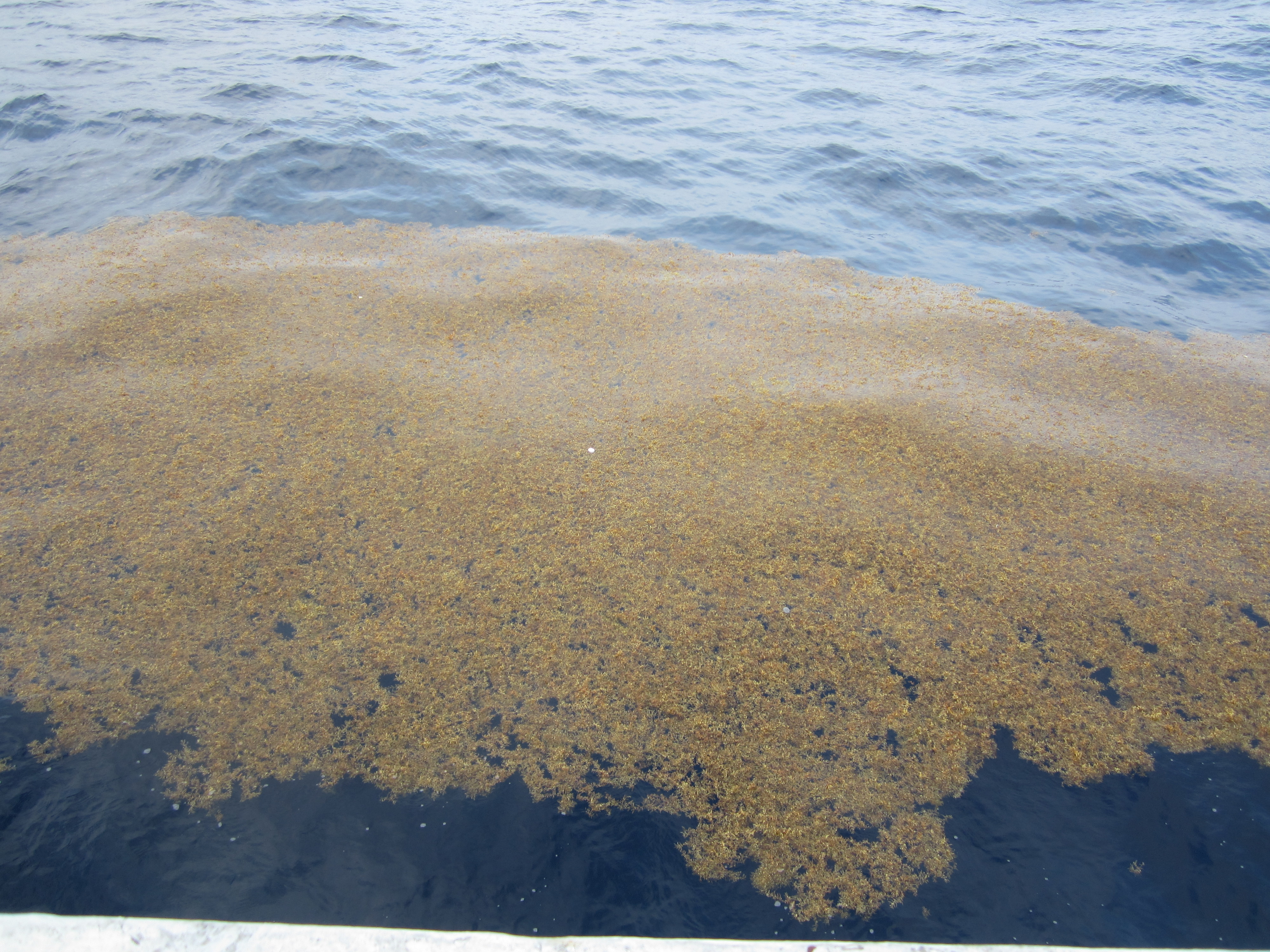 sargassum in ocean