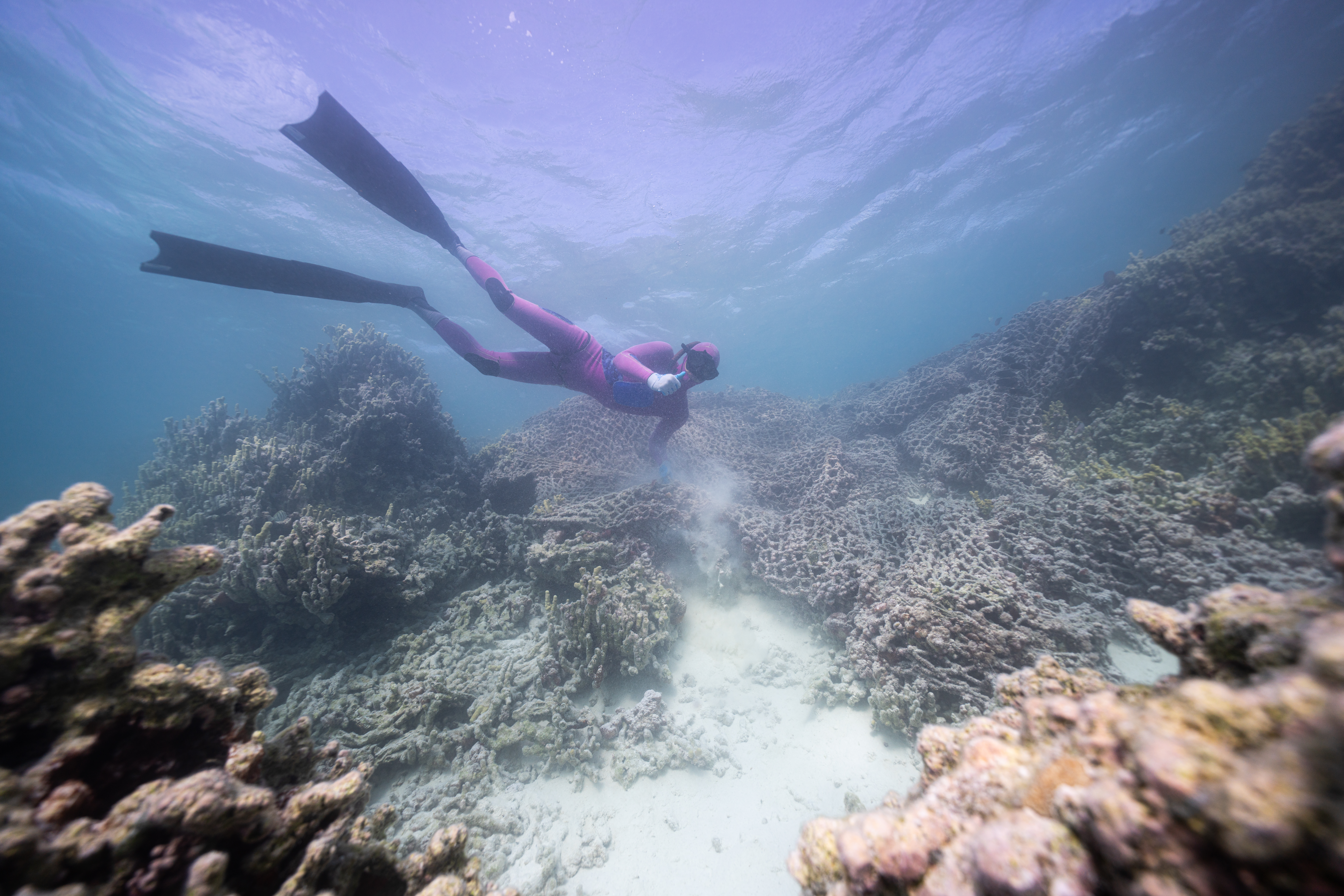 Derelict fishing nets can cover large amounts of the coral reef causing damage to the ecosystem, 2024.