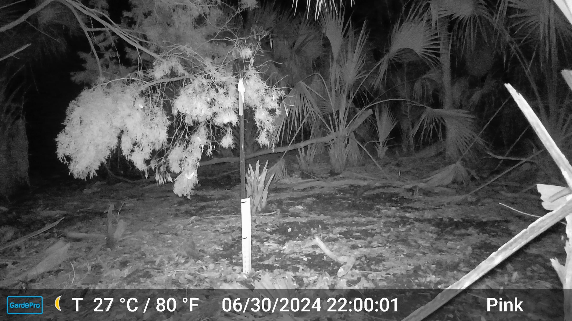 A nightvision photo of a forested area with a water height measurement gauge installed. The area is dry. Labels on the photo show it was taken at night on June 30th, 2024.