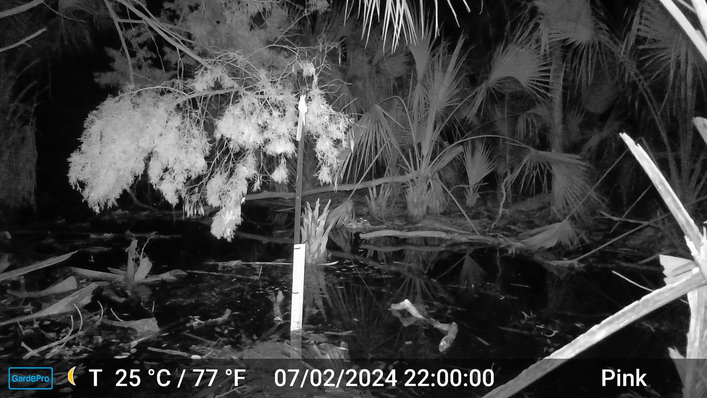 A nightvision photo of a forested area with a water height measurement gauge installed. There is water covering the forest floor. Labels on the photo show it was taken at night on July 2, 2024.