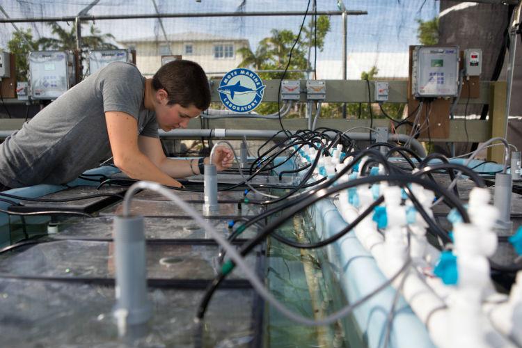 Corals grown in a land-based nursery are an important component of Mission: Iconic Reefs. 