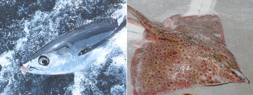 Two stocks were rebuilt in 2016: albacore in the North Atlantic (left) and barndoor skate (right) in Georges Bank/Southern New England.