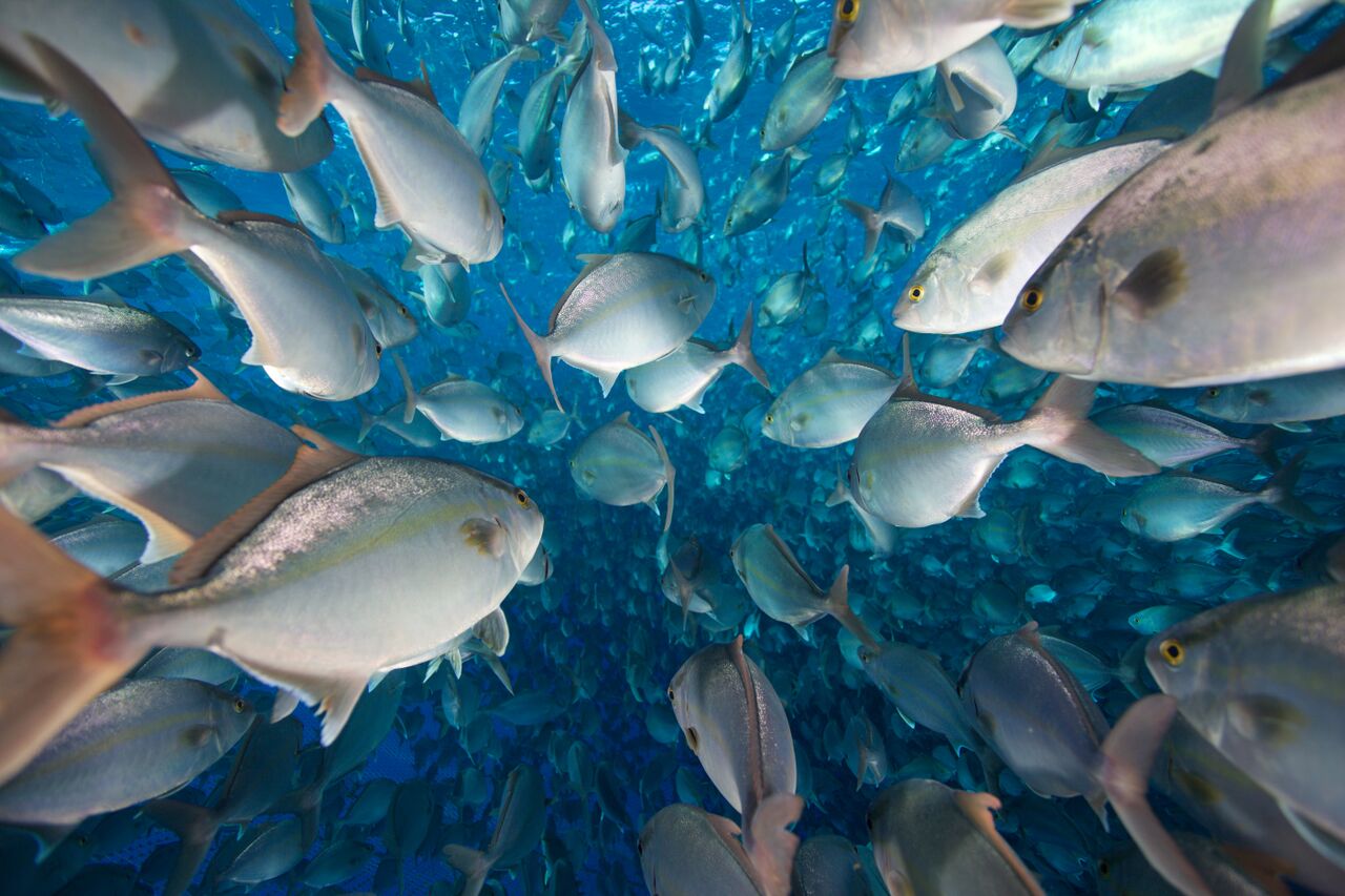 Hawaiian Kampachi fish.
