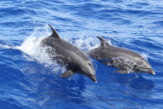 Common bottlenose dolphins are found throughout the world in both offshore and coastal waters, including harbors, bays, gulfs, and estuaries of temperate and tropical waters.