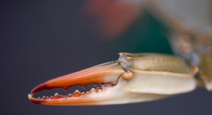 Blue crabs comprise the most valuable fishery in the Chesapeake Bay. While they still need dissolved oxygen, they are more tolerant of low oxygen levels than many other species.