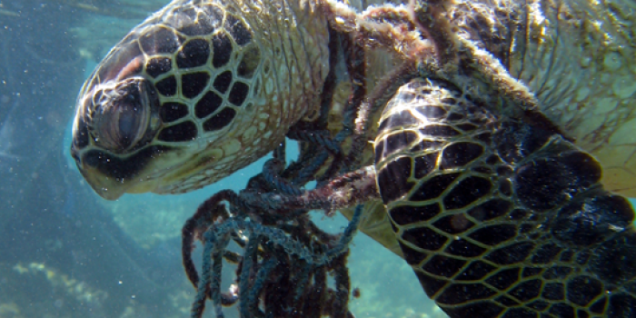 Entangled hawksbill sea turtle in Hawaii.