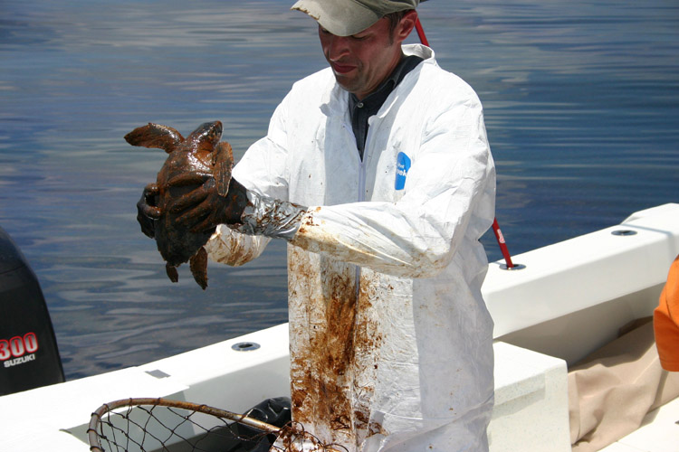 Dr. Brian Stacy, a NOAA veterinarian, prepares to clean an oiled Kemp's Ridley turtle. 