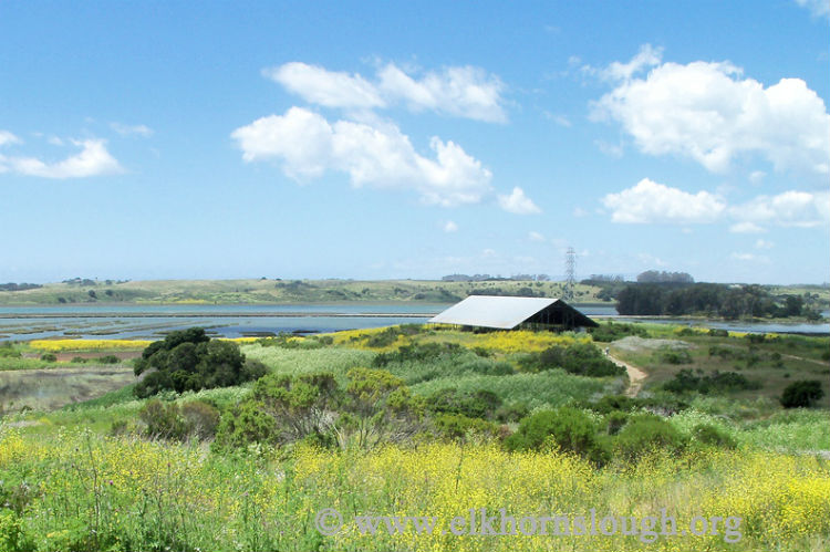 Elkhorn Slough in spring. 