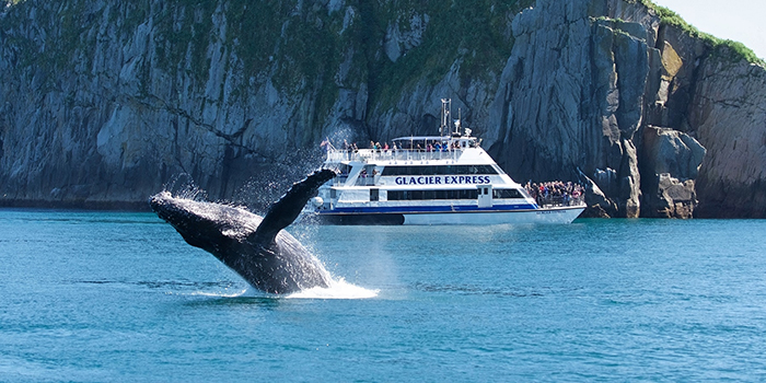 Whale watching tour in Juneau, Alaska.
