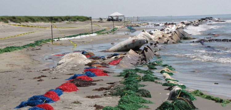 Pom-Pom cleanup following manual cleanup at Fourchon Beach, La.