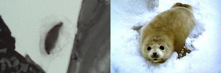 Spotters on NOAA aircraft can pick out visual images of an ice seal, left, but they're often hard to see against the Arctic sea ice and snow. A type of ice seal, called spotted seal, is at right.