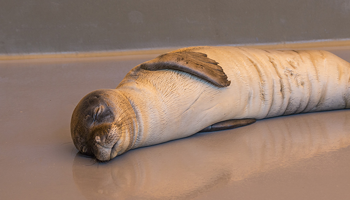 A little TLC goes a long way: Staff and volunteers carefully transferred the three young seals to the hospital for veterinary care. All three seals arrived at The Marine Mammal Center Ke Kai Ola malnourished and underweight. ‘Awapuhi, seen here, weaned too early, would not have survived without help. 

Koani pehu (not pictured), which means “moon flower,” appeared thin and was losing weight, which raised concerns that she would not survive another year. 

The third seal from Kauai (not pictured)