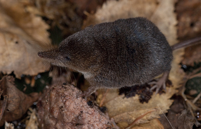 Arctic shrew.