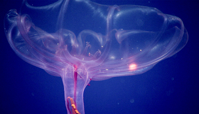 On May 6, 2017, while operating in the Jarvis Unit of the Pacific Remote Islands Marine National Monument, the Okeanos Explorer team conducted a series of midwater surveys from 1,400 to 300 meters. At about 1,400 meters depth, we recorded this pelagic holothurian, or deep-sea swimming cucumber. It differs from other sea cucumbers because it resembles a jellyfish. Midwater surveys increase our knowledge about the largest, yet one of the least understood, natural communities on Earth, the water column – a