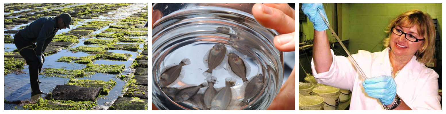 Examples of aquaculture growers in the field and lab.