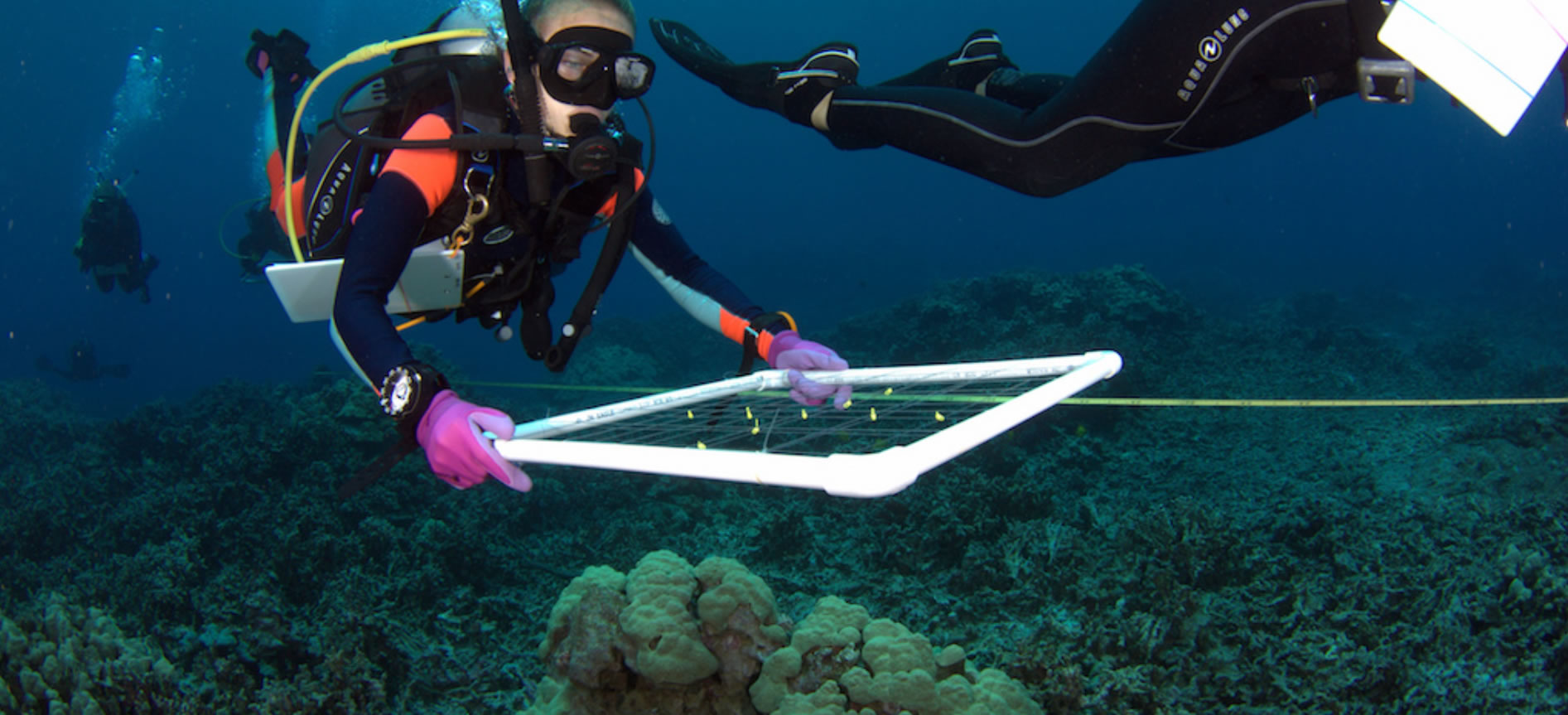 Diver surveying the relative abundance and species of corals present around an island.