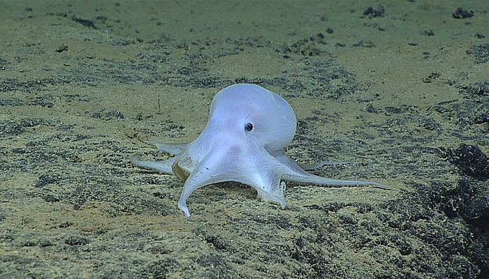 On February 27, 2016, while exploring at depths of over 4,000 meters northeast of Necker Island in the Hawaiian Archipelago, the Okeanos team encountered this ghostlike octopod, which is almost certainly an undescribed species and might not belong to any described genus (that is, a group of related animals or plants that includes many different species).