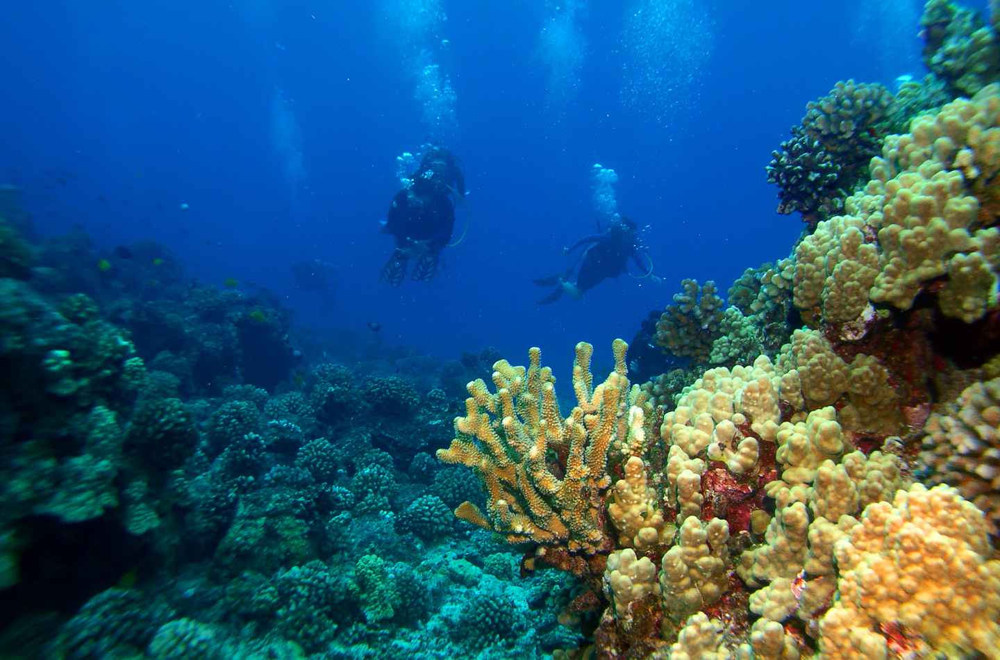Scuba Divers returng from a dive in Hawaii. (Credit: iStock)