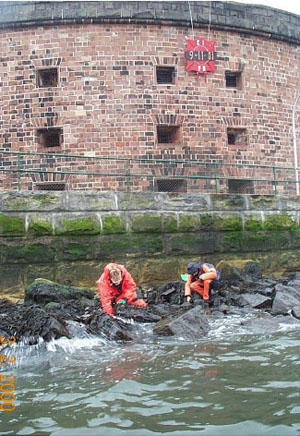 Mussel Watch samples mussels and oysters from over 300 sites around the coastal U.S. and the Great Lakes. The site pictured here is at the base of the Statue of Liberty in New York Harbor. 