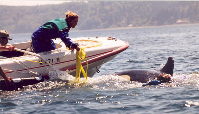 The rescue team attempts to maneuver close to Springer to begin the capture, so she could be returned to her wild population.