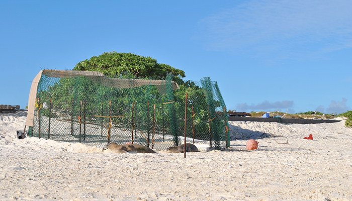 Sun and sand before the big swim home: Once back on the beach in the Northwestern Hawaiian Islands, ‘Awapuhi and Koani pehu spent a few days in a holding pen to get acclimated to their beach environment.

Once they are used to their surroundings, scientists open the gate and the seals head straight for the water. ‘Awapuhi and Koani pehu were released on Midway Atoll in the Northwestern Hawaiian Islands, and the Kauai seal (RH38) was released back home on Kauai. 