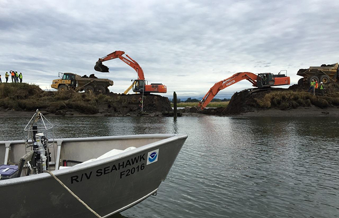 Tidal flow returns to the Qwuloolt Estuary in Washington.