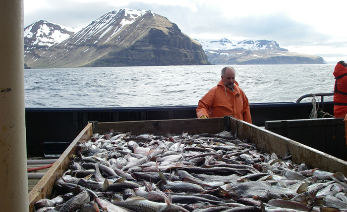 Fishermen harvest walleye pollock in Alaska.