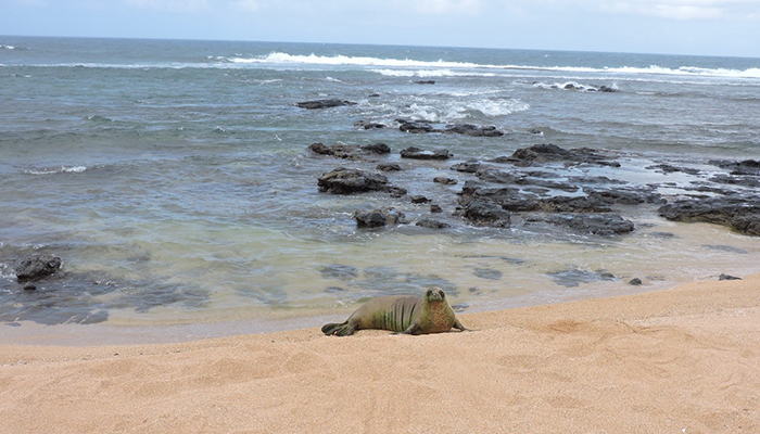 The future looks bright: Now at healthier weights, the young, female seals in this story are some of the lucky ones who made it home for the holidays and have a better chance to thrive on the shores of Hawaii. 

Ultimately, our hope is that these three young females will give birth to the next generation of Hawaiian monk seals and help the species recover.