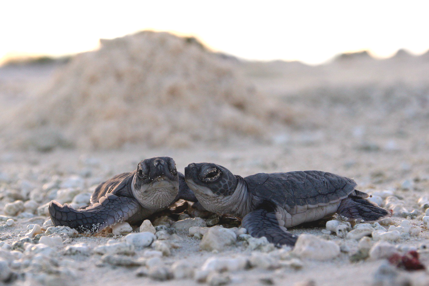 Green sea turtle hatchlings make their way to the ocean on an island in the Papahānaumokuākea Marine National Monument.