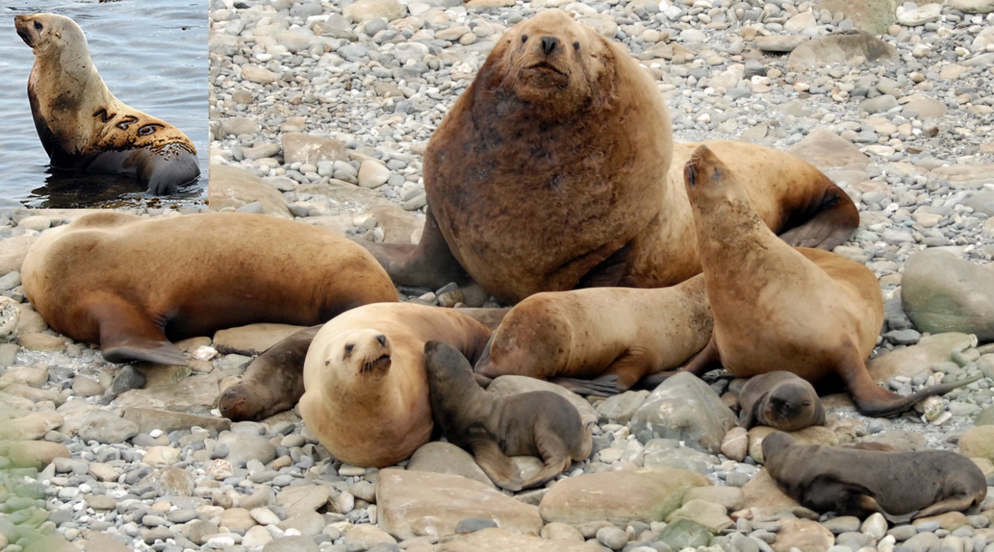 Steller sea lions in Alaska’s remote western Aleutian Islands.