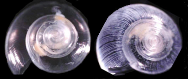Pteropods, or sea butterflies, are a vital food source for salmon and other commercially important fish. Shown here in laboratory conditions are (left) a pteropod that has lived for six days in normal waters and (right) a pteropod showing the effects of living in acidified water for the same time period. The white lines indicate shell dissolution and explain why ocean acidification is called "osteoporosis of the sea."