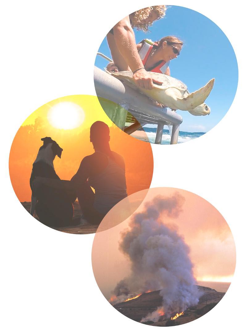 Image showing sea turtle release, heat and smoke photos.