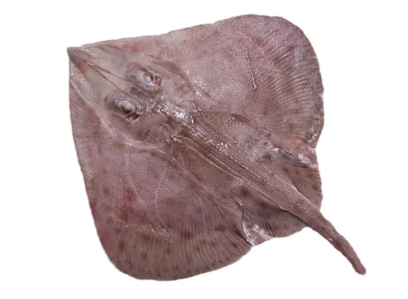 After a nine-year rebuilding plan, Gulf of Maine smooth skate was declared rebuilt in 2018, adding to a growing list of successfully rebuilt U.S. stocks.