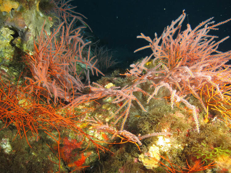 Dense fields of brightly colored gorgonians and sponges grow atop the ancient basalt spires at Alderdice Bank in NOAA's Flower Garden Banks National Marine Sanctuary.